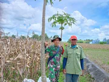 Babinsa Koramil 406-06 /Tugumulyo Serda Roma Yasa Melaksanakan Kegiatan Komsos Bersama Petani Jagung Di wilayah binaan.