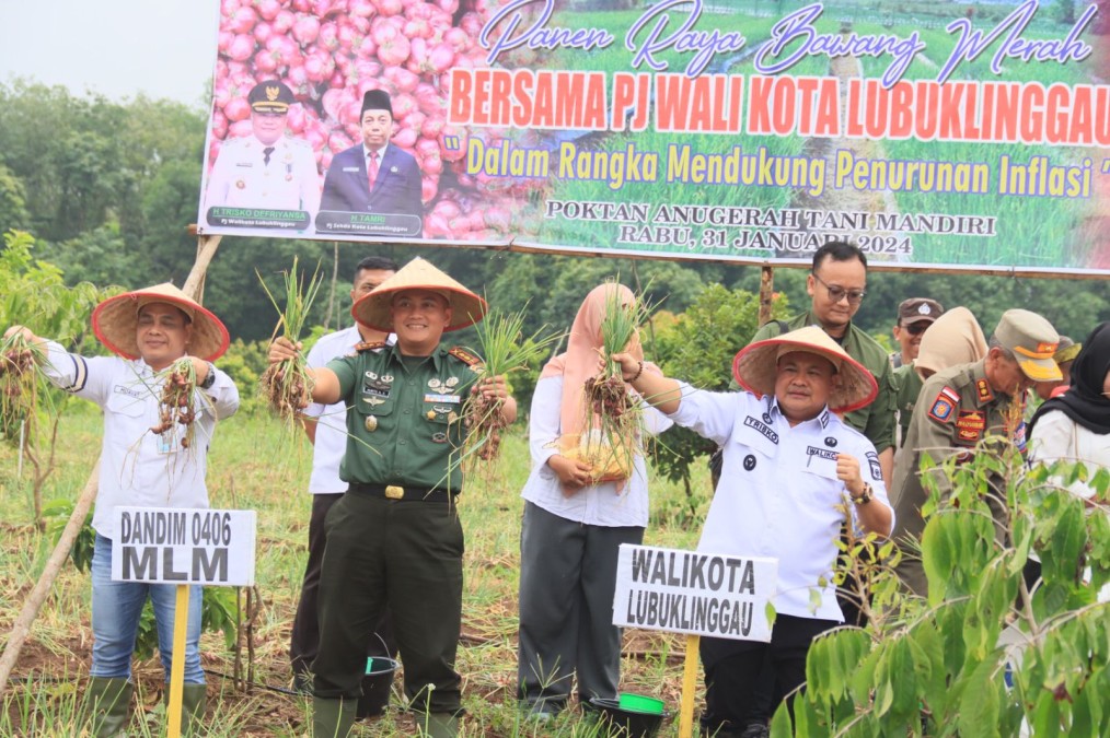 Panen Raya Bawang Merah Bersama Forkopimda Kota Lubuk Linggau