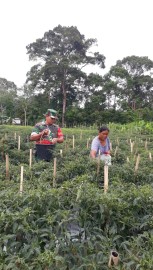 Babinsa Koramil 406-01/Rawas ulu Wujud kebersamaan dengan warga desa binaan Babinsa bantu petani panen cabe.