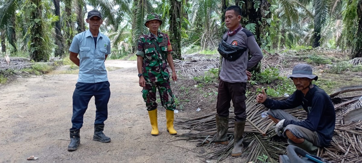 Babinsa sambangi petani sawit di Wilayah Binaan