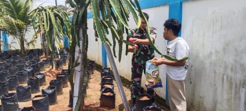 Babinsa Koramil 406-06/Tugumulyo Melaksanakan Bersama Petani Buah Naga Komsos Diwilayah binaan.