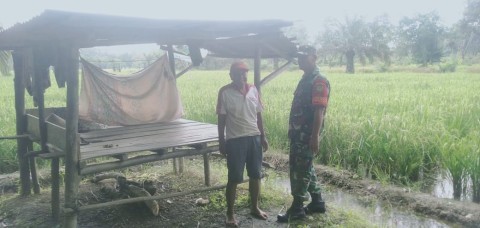 Komsos Dengan Petani pagi Ini Yang Disampaikan Sertu Fajri Maulani