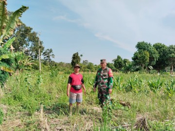 Dampingi Petani Babinsa Koramil 046-01/rawas ulu Dalam Pompanisasi Bercocok Tanam