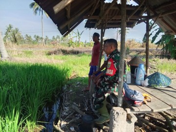 Dalam Melaksanakan Pendampingan, Babinsa Koramil 406-05/Muara Kelingi Komsos Bersama Petani