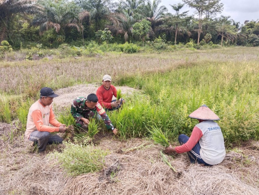 Kiprah Babinsa Kodim 0406/Lubuk Linggau Dalam Menyukseskan Program Ketahanan Pangan