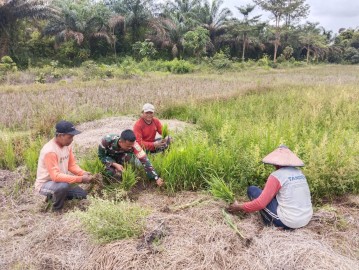 Kiprah Babinsa Kodim 0406/Lubuk Linggau Dalam Menyukseskan Program Ketahanan Pangan