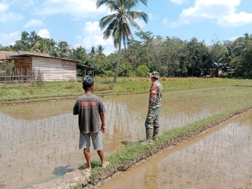 Babinsa Koramil 406-05/Muara Kelingi Dampingi Petani Cek Sistem Pengairan Sawah