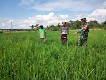 Dukung Program Ketahanan Pangan Babinsa Kodim 0406 Lubuk Linggau Turun Ke Persawahan