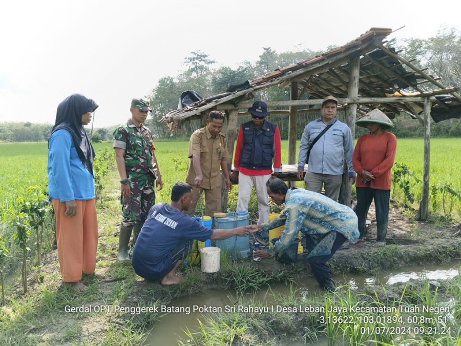 Bersama Dinas Pertanian dan PPL , Babinsa Kodim 0406 Lubuk Linggau Salurkan Obat Herbisida Pembasmi Hama Kepada Petani
