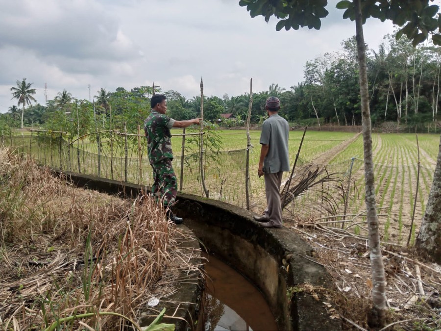 Dengan Menggunakan Pompa Air Babinsa Koramil 406-05/Muara Kelingi Bantu Petani Yang Kekurangan Air