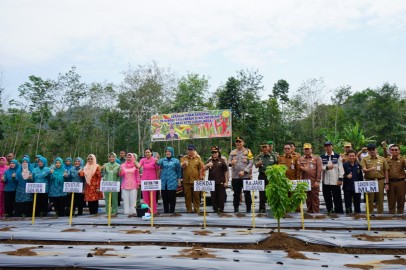 Gerakan Tanam Serentak Se-sumsel Cabe Merah Di Kelompok Tani Suka Maju Kota Lubuk Linggau
