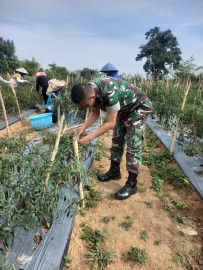 Babinsa Koramil 406-05/Muara Kelingi Bantu Petani Panen Cabai