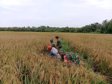 Babinsa Serka Rudiyanto Bantu Pemanenan Padi untuk Mendukung Ketahanan Pangan