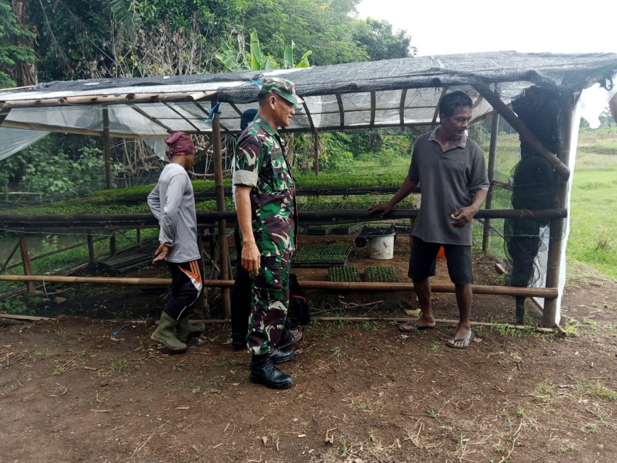 Kunjungan Babinsa Koramil 406-05/Muara Kelingi ke Kebun Pembibitan Cabe