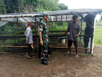 Kunjungan Babinsa Koramil 406-05/Muara Kelingi ke Kebun Pembibitan Cabe