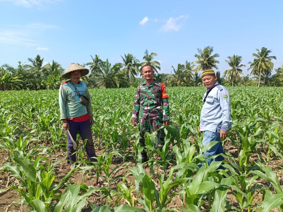 Babinsa Koramil 406-06/Tugumulyo Koptu Taufik Laksanakan Komsos dengan Penyuluh dan Petani Jagung