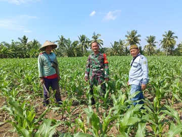 Babinsa Koramil 406-06/Tugumulyo Koptu Taufik Laksanakan Komsos dengan Penyuluh dan Petani Jagung