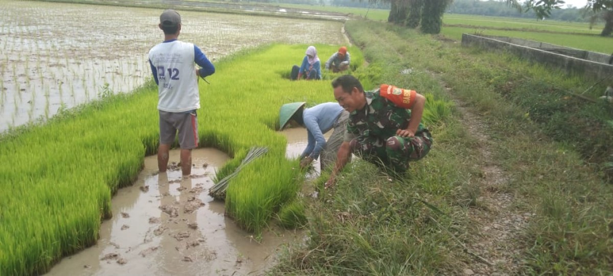 Babinsa Koramil 406-09/Terawas Bantu Petani Desa Sumber Jaya dalam Persiapan Penanaman Padi