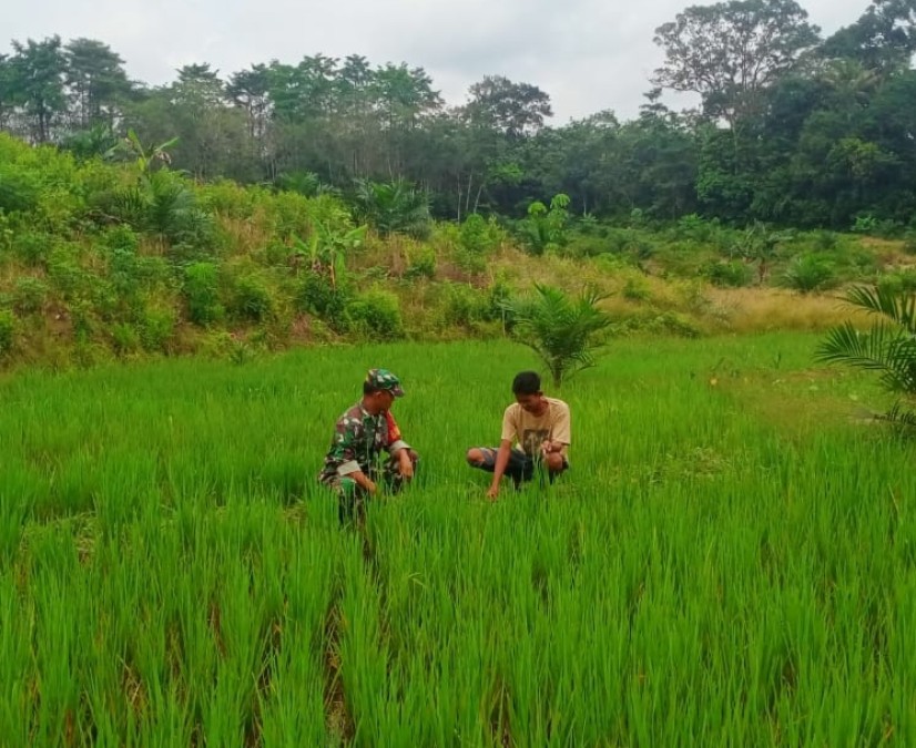 Babinsa Koramil 406-07/Jayaloka Sertu Wisnu Jalin Komsos dengan Masyarakat Petani Padi di Desa Ciptodadi