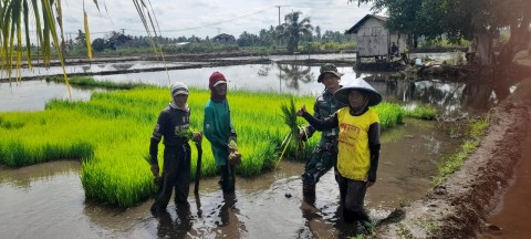 Pendampingan Kelompok Tani oleh Babinsa Koramil 406-06/Tugumulyo