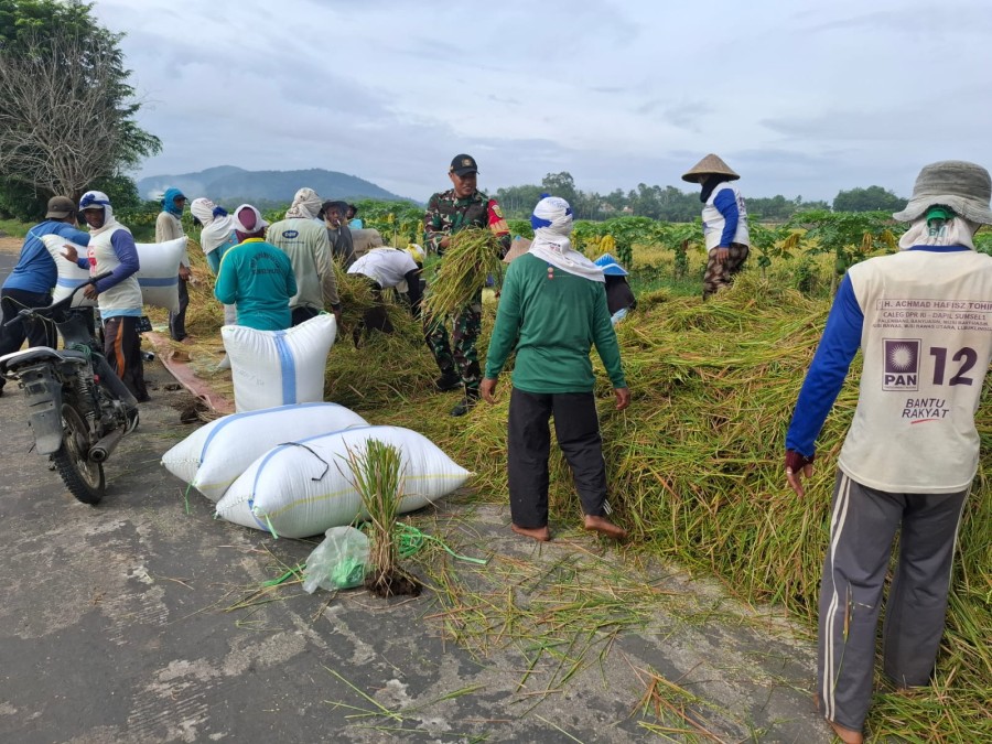 Selalu berada di tengah”masyarakat Sertu nusdar jalin komsos dengan Masyarakat Saat Panen Padi