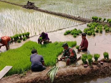 Wujudkan Ketahanan Pangan, Babinsa Serka Rudiyanto Lakukan Pendampingan kepada Kelompok Tani Manunggal Jaya