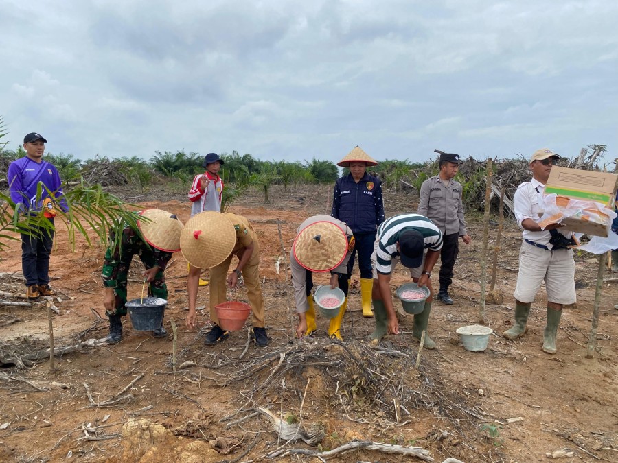 Babinsa Koramil 406-04/Muara Lakitan Serda Joni H. Hadiri Penanaman Jagung Serentak Bersama PT AMS dalam Rangka Meningkatkan Ketahanan Pangan