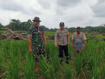 TNI Dukung Program Ketahanan Pangan, Babinsa Kodim 0406 Lubuk Linggau Dampingi Petani Padi dalam Wujudkan Swasembada Pangan