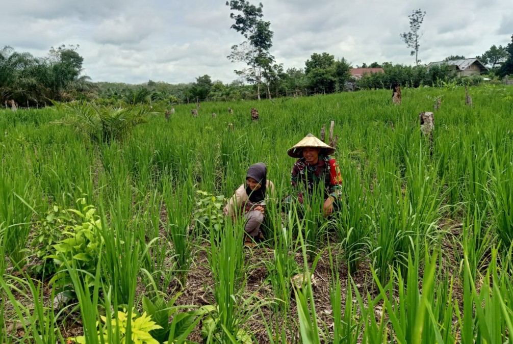 Babinsa Koramil 406-01/Rawas Ulu Laksanakan Komsos Terkait Ketahanan Pangan di Desa Sungai Baung