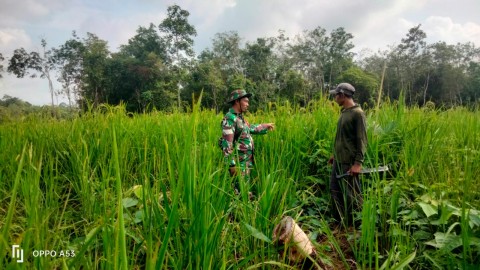 Dalam Peningkatan Ketahanan Pangan Nasional Babinsa Koramil 406-05/Muara Kelingi Sambangi Petani Padi Gogo