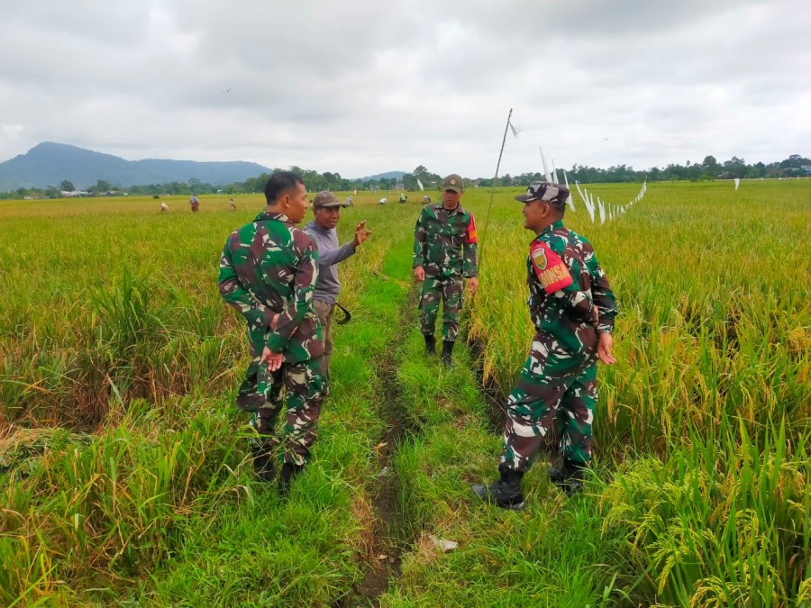 Anggota Koramil 406-06/Tugumulyo Cek Serapan Gabah dan Sawah di Musim Panen