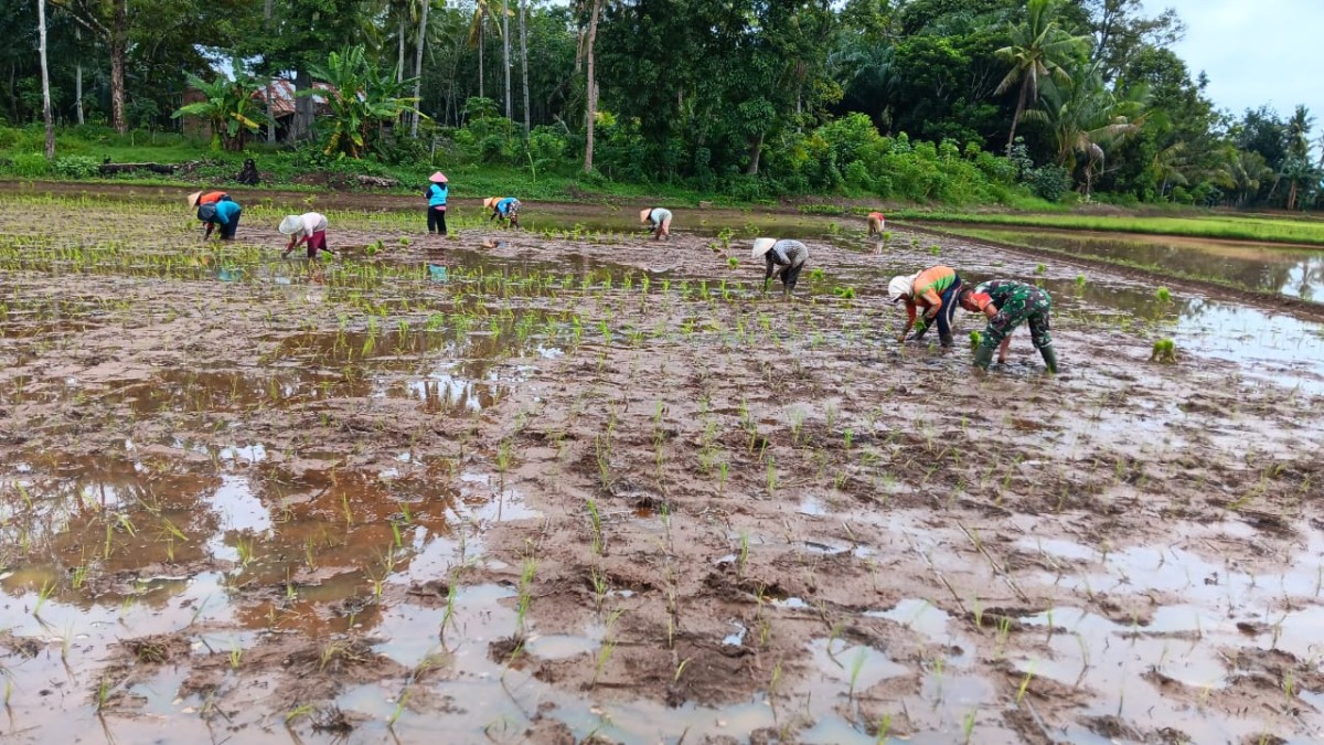 Babinsa Koramil 406-09/Terawas Sertu Susnadi Membantu Petani Menanam Padi dalam Rangka Ketahanan Pangan