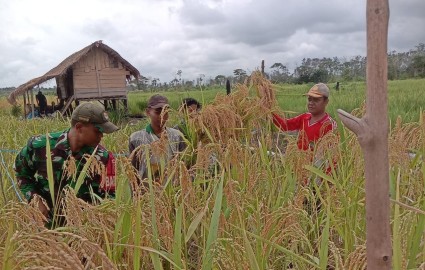 Babinsa Kodim 0406 Lubuk Linggau Aktif Lakukan Pendampingan kepada Petani Padi dalam Mendukung Swasembada Pangan
