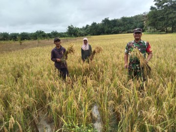 Babinsa Serda Rama Doni Laksanakan Pendampingan Panen Guna Mendukung Program Swasembada Pangan