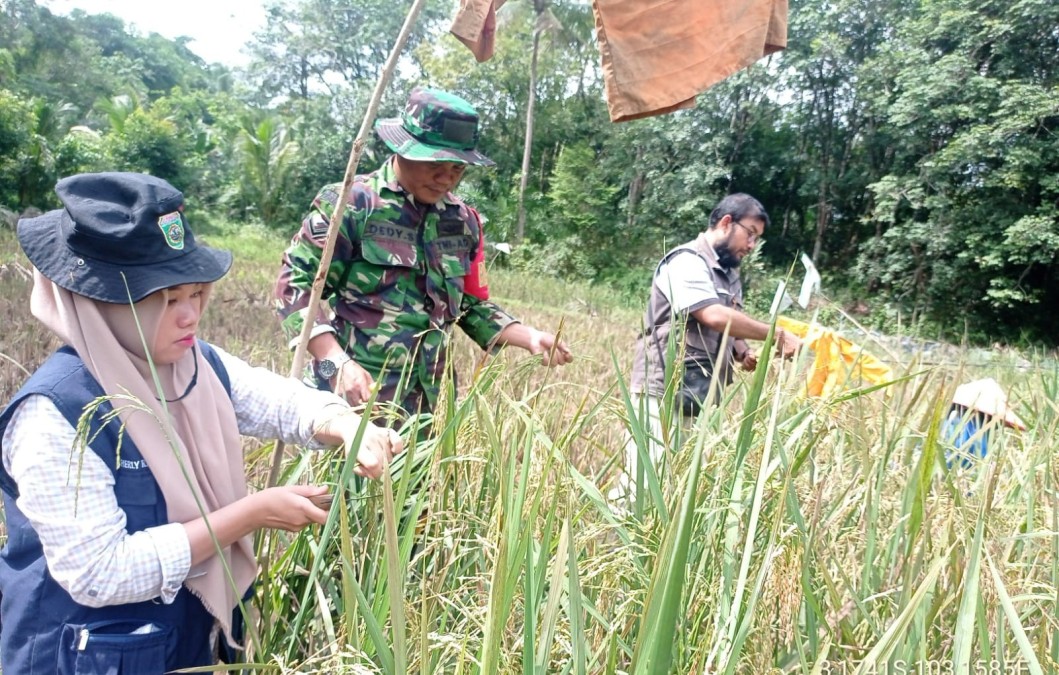 Pendampingan Panen Padi oleh Babinsa Serda Dedi Suryanto di Desa Binaan