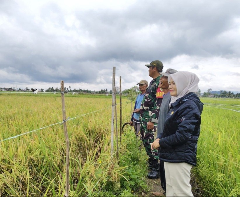 Serka didik Irawan Babinsa Koramil 406-06/Tugumulyo dampingi pihak PPL dalam lakukan kegiatan Ngubin