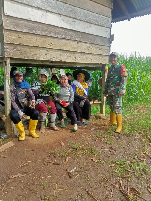 Babinsa Koramil 406-06/Tugumulyo Monitor Pendampingan LTT di Desa Satan Indah Jaya