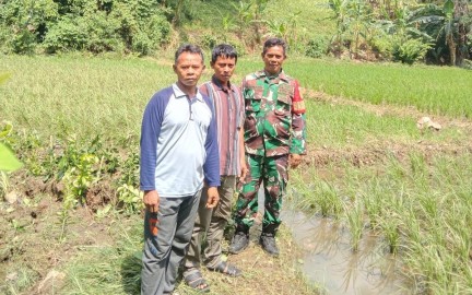 Babinsa Koramil 406-10/Lubuk Linggau Timur Bersama Pemilik Sawah Tinjau Tanaman Padi Pasca Hujan Lebat
