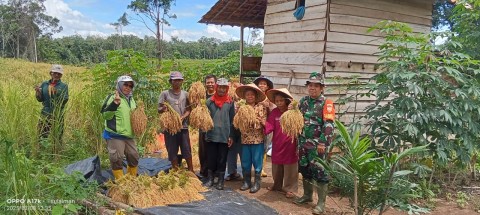 Babinsa Serda Rilly Apriansyah Laksanakan Pendampingan Panen Padi Gogo di Kelompok Tani Gading Indah