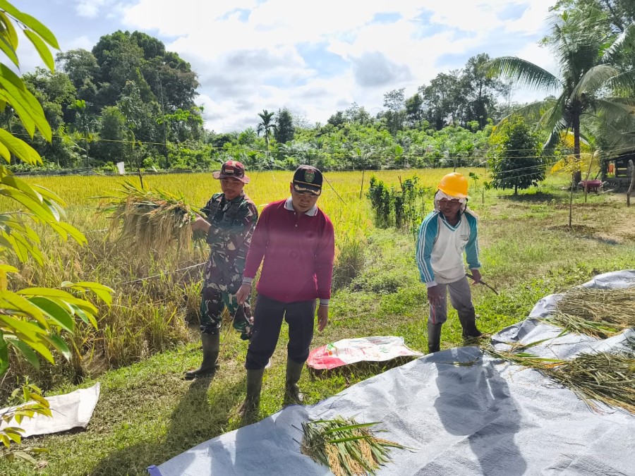 Anggota Koramil 406-03/Rupit Dampingi Petani dalam Pemanenan Padi