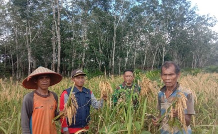 Pendampingan Pengubinan dan Panen Padi Gogo oleh Babinsa Sertu Rustan Adi Chandra di Desa Banpres