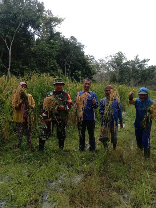 Pendampingan Panen Padi GOGO oleh Babinsa Koramil 406-05/Muara Kelingi dan PPL di Desa Mangan Jaya