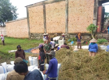 Babinsa Koramil 406-04/Muara Lakitan Jalin Komunikasi dengan Petani Saat Panen Padi di Desa Senaro