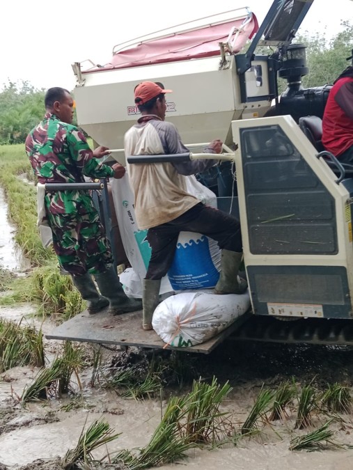 PENDAMPINGAN PANEN PADI OLEH BABINSA KORAMIL 406-05/MUARA KELINGI