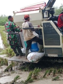 PENDAMPINGAN PANEN PADI OLEH BABINSA KORAMIL 406-05/MUARA KELINGI