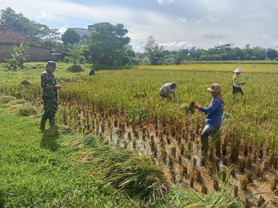 BABINSA KORAMIL 406-04/MUARA LAKITAN LAKUKAN KOMSOS DENGAN PETANI PADI