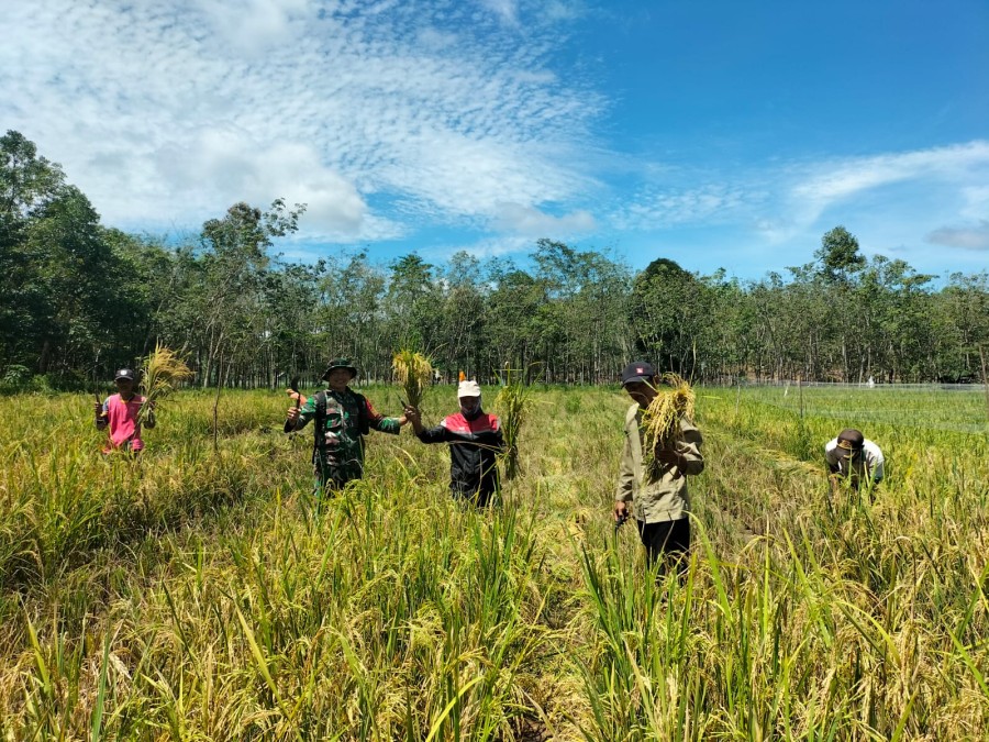 Babinsa Koramil 406-08/Lubuklinggau Dampingi Warga dalam Panen Padi.