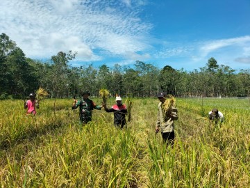 Babinsa Koramil 406-08/Lubuklinggau Dampingi Warga dalam Panen Padi.
