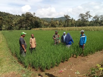 BABINSA 406-06/TUGUMULYO JALIN KOMSOS DENGAN PETANI PADI SAWAH