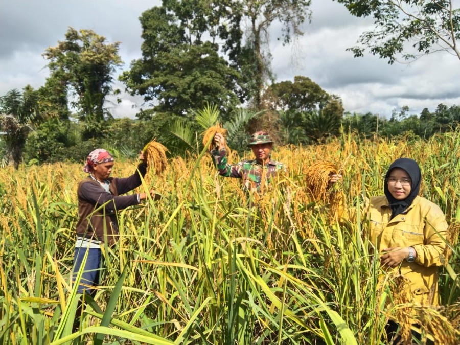 Bersama PPL , Babinsa Koramil 406-05/Muara Kelingi Dampingi Petani Memanen Padi